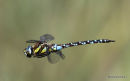 Migrant Hawker (Aeshna mixta) M