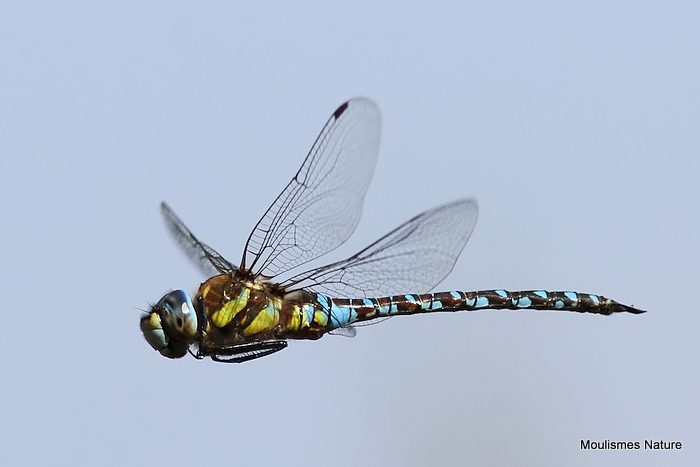 Migrant Hawker (Aeshna mixta) M