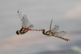 Common Darters (Sympetrum striolatum)