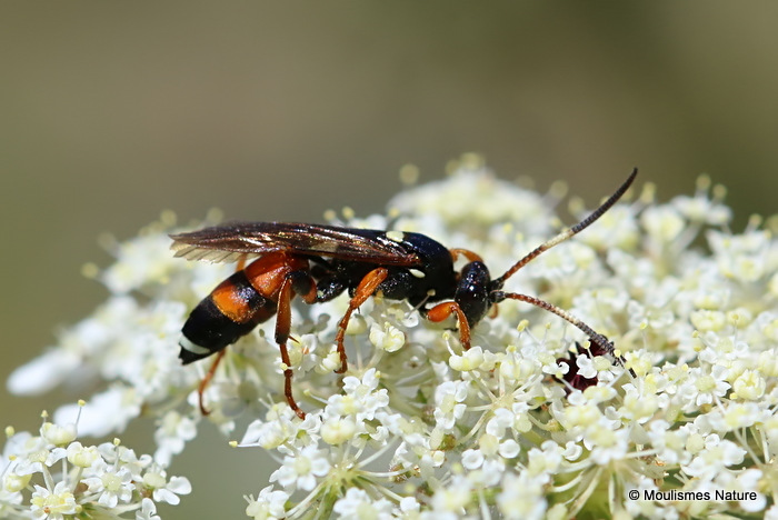 Ichneumon sarcitorius F