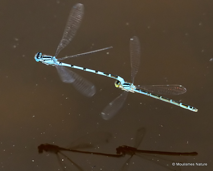 Common Blue Damselflies (Enallagma cyathigerum)