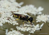 Lestica clypeata (Crabronidae) F