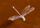 Dusk Hawker (Boyeria irene) M