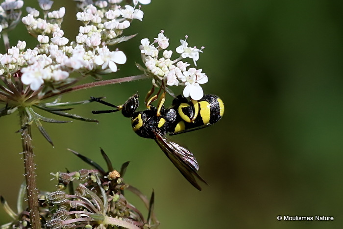 Leucospis dorsigera F
