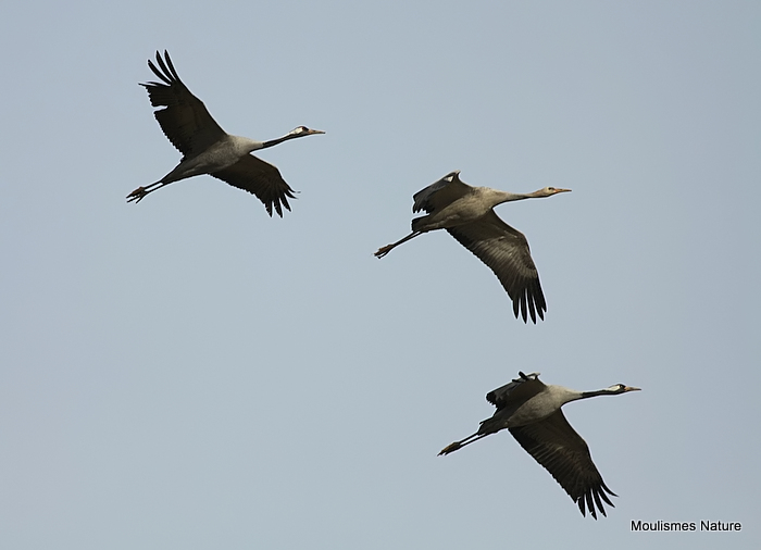 Grus grus en vol au dortoir