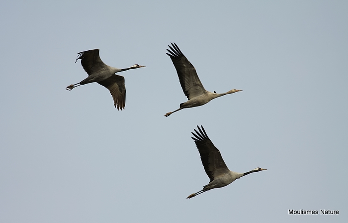 Grus grus en vol au dortoir