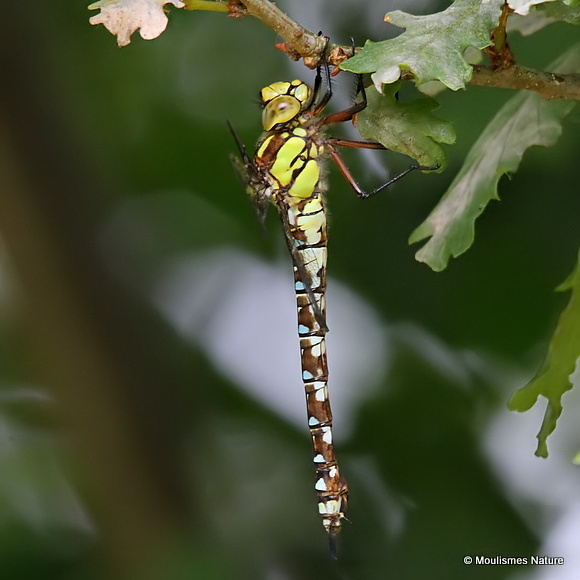 Southern Hawker (Aeshna cyanea) F