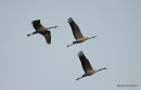 Grus grus en vol au dortoir