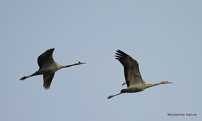 Grus grus en vol au dortoir
