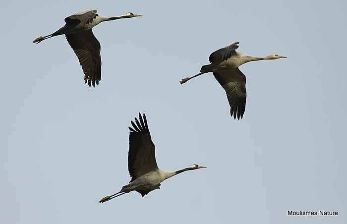 Grus grus en vol au dortoir