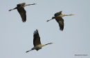 Grus grus en vol au dortoir