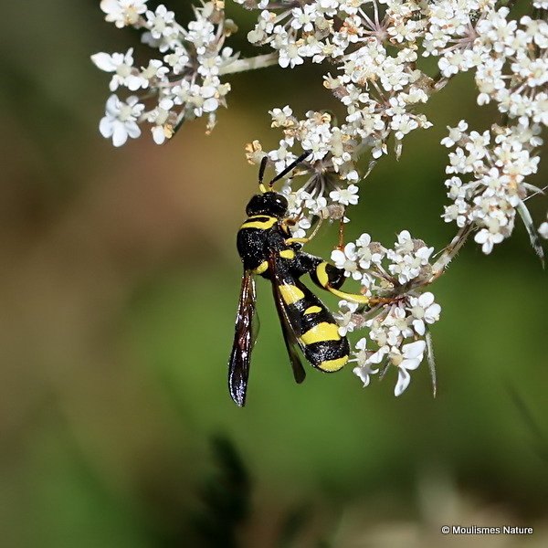 Leucospis dorsigera F
