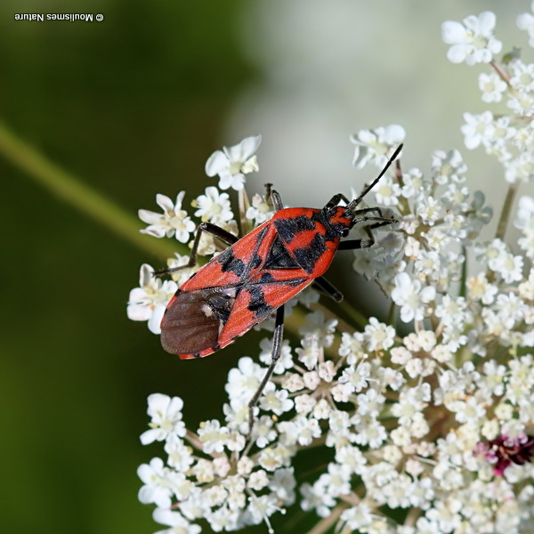 Ground bug sp. Spilostethus pandurus