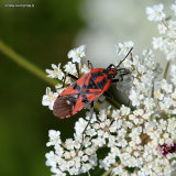 Ground bug sp. Spilostethus pandurus