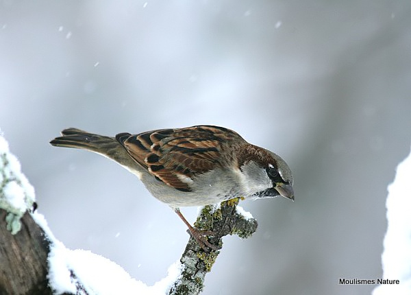 House Sparrow (Passer domesticus) M-W