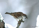 House Sparrow (Passer domesticus) M-W