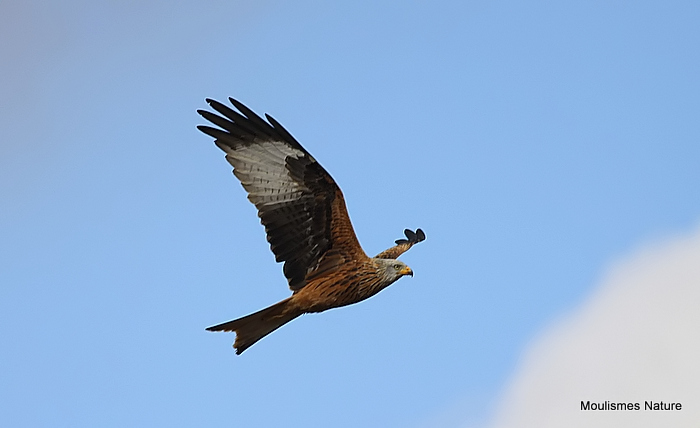 Red Kite (Milvus milvus) Ad