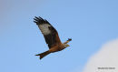 Red Kite (Milvus milvus) Ad