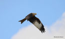 Red Kite (Milvus milvus) Ad