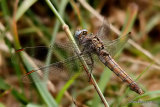 Southern Skimmer (Orthetrum brunneum) female, 25/7/13