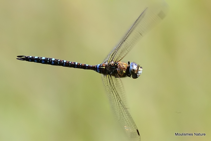 Migrant Hawker (Aeshna mixta) M