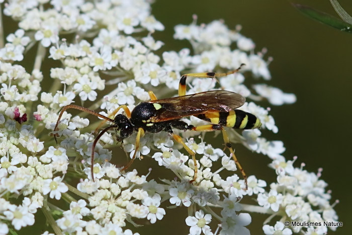 Ichneumon sarcitorius M
