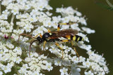 Ichneumon sarcitorius M