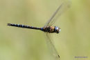Migrant Hawker (Aeshna mixta) M