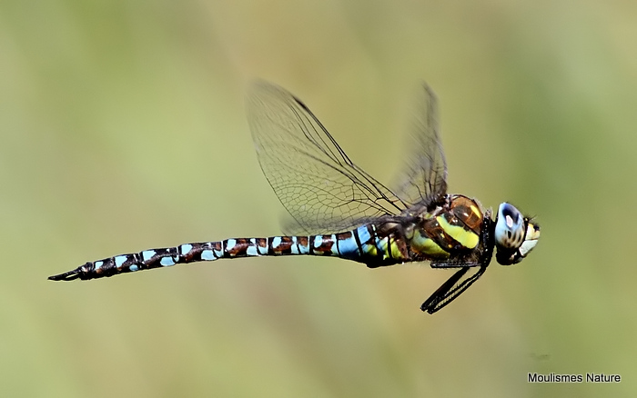 Migrant Hawker (Aeshna mixta) M