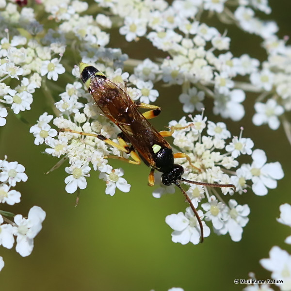 Ichneumon sarcitorius M