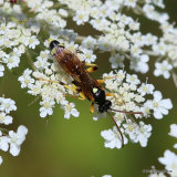Ichneumon sarcitorius M