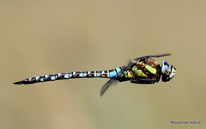 Migrant Hawker (Aeshna mixta) M
