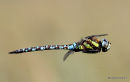 Migrant Hawker (Aeshna mixta) M