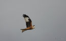 Red Kite (Milvus milvus) Ad