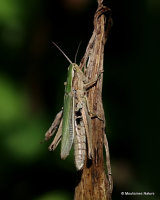 Lesser Marsh Grasshopper (Chorthippus a. albomarginatus) F