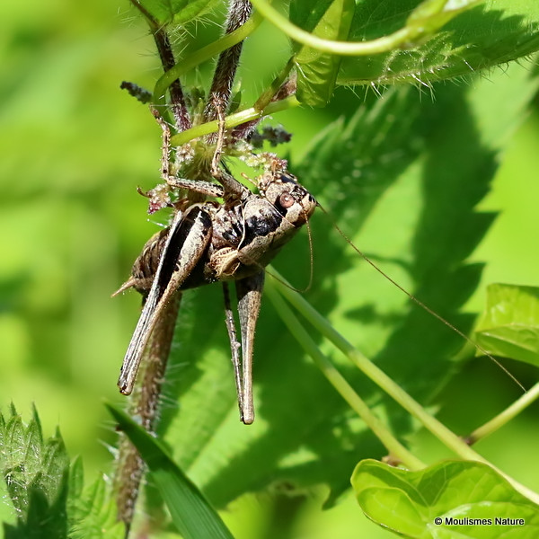 Dark Bush-cricket (Pholidoptera griseoaptera) M