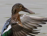 Northern Shoveler (Anas clypeata) female, Le Teich
