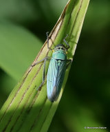 Green Leaf-hopper (Cicadella viridis) F