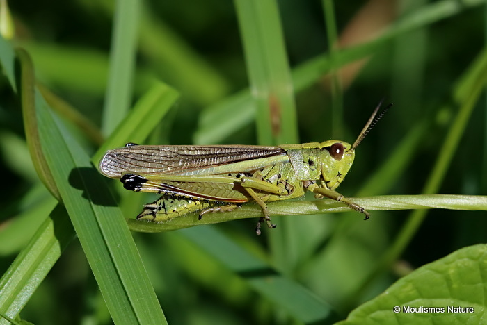 Large Marsh Grasshopper (Stethophyma grossum) M