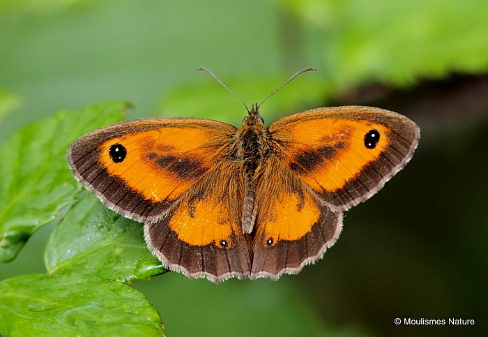 Gatekeeper (Pyronia tithonus) M