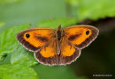 Gatekeeper (Pyronia tithonus) M