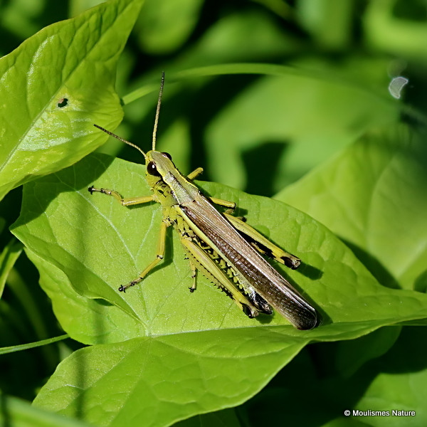 Large Marsh Grasshopper (Stethophyma grossum) M