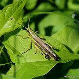 Large Marsh Grasshopper (Stethophyma grossum) M