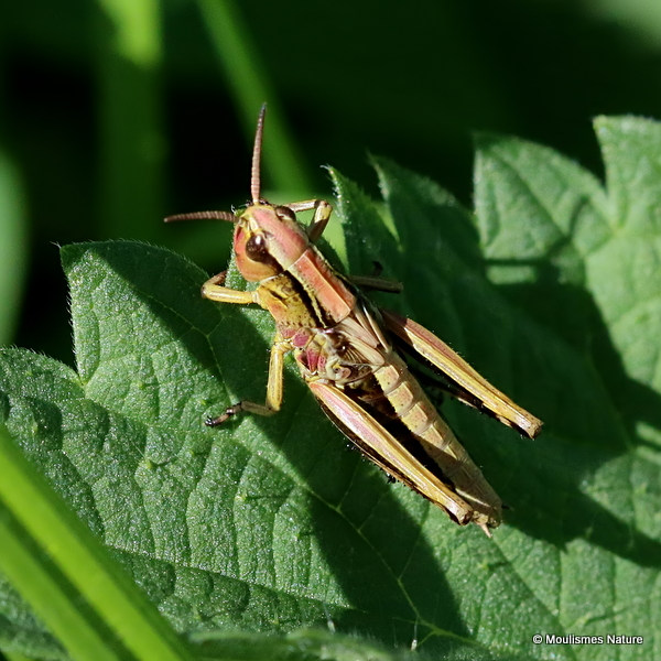 Large Marsh Grasshopper (Stethophyma grossum) nymph