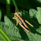 Large Marsh Grasshopper (Stethophyma grossum) nymph