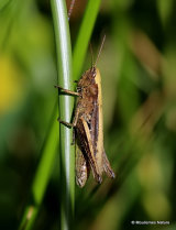 Lesser Marsh Grasshopper (Chorthippus a. albomarginatus) F