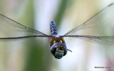 Migrant Hawker (Aeshna mixta) M