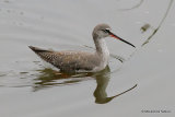 Spotted Redshank (Tringa erythropus), Le Teich