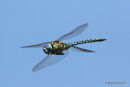 Southern Migrant Hawker (Aeshna affinis) M