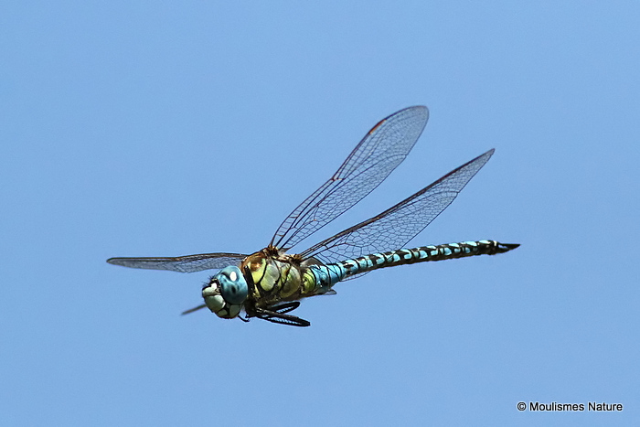 Southern Migrant Hawker (Aeshna affinis) M